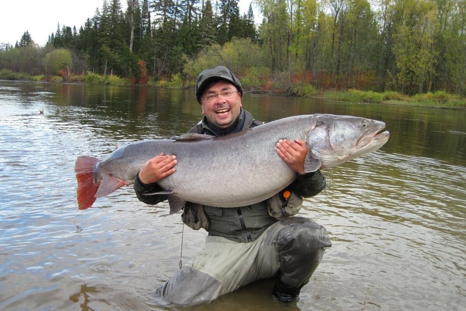 Таймень Ангара