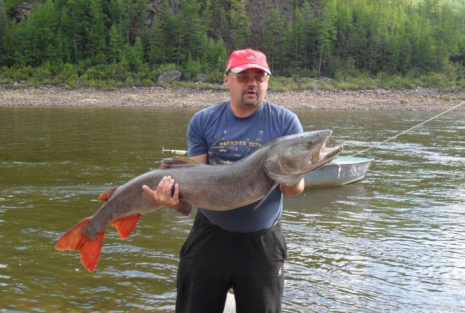 Таймень трофей