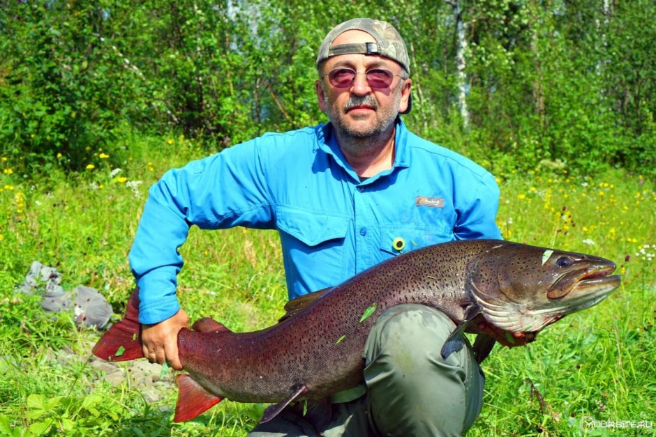 Плато Путорана Таймень