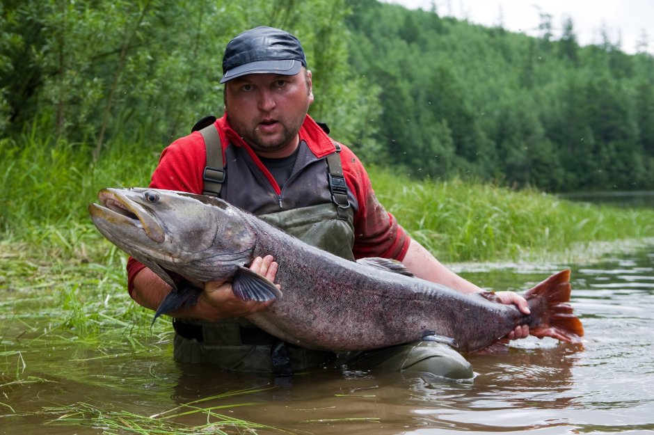 Таймень Дальневосточный