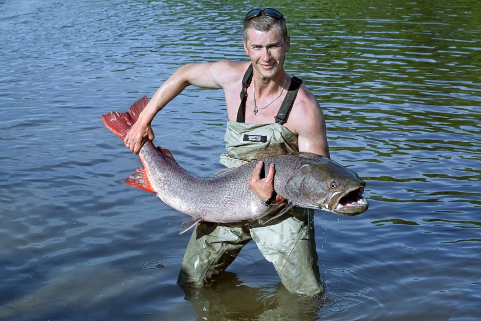 Таймень 120 кг