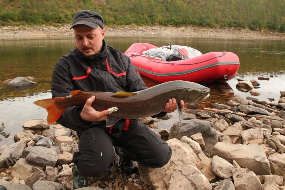 Таймень река Абакан