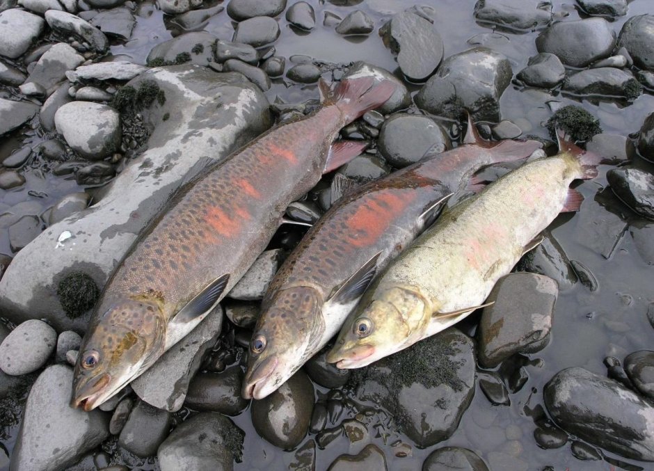 Обыкновенный Таймень Обской