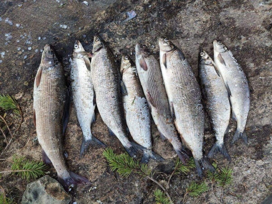 Рыбы Алтайского края