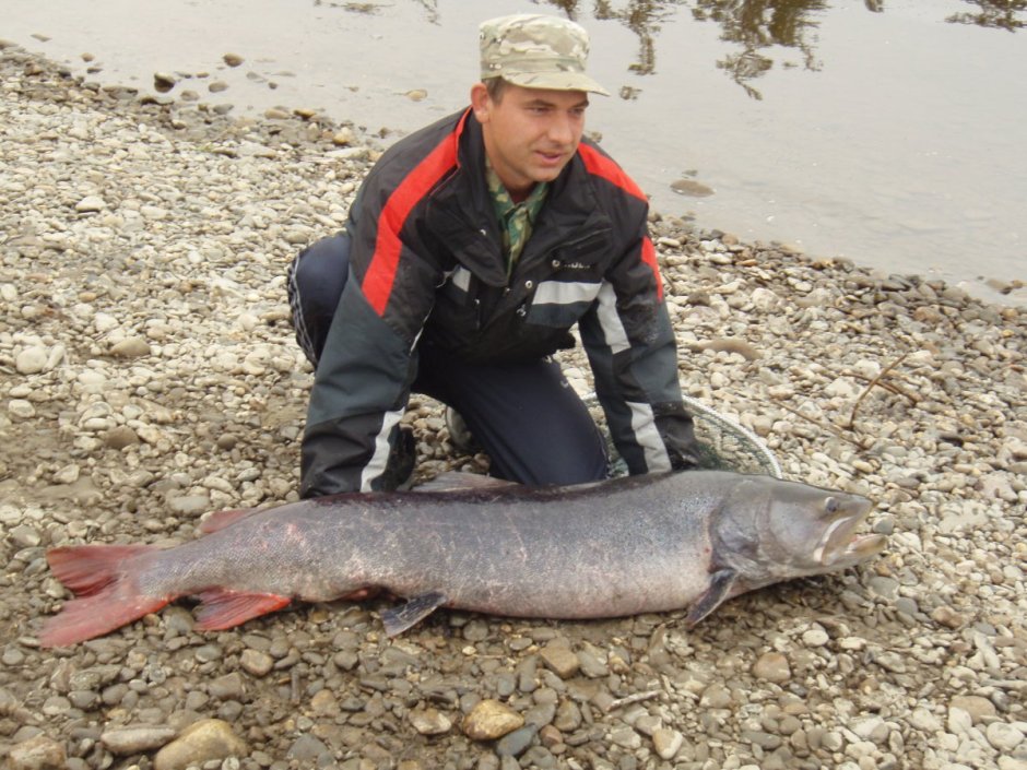 Таймень Дальневосточный