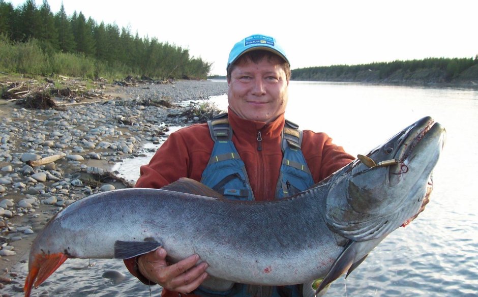 Таймень рыба Якутия