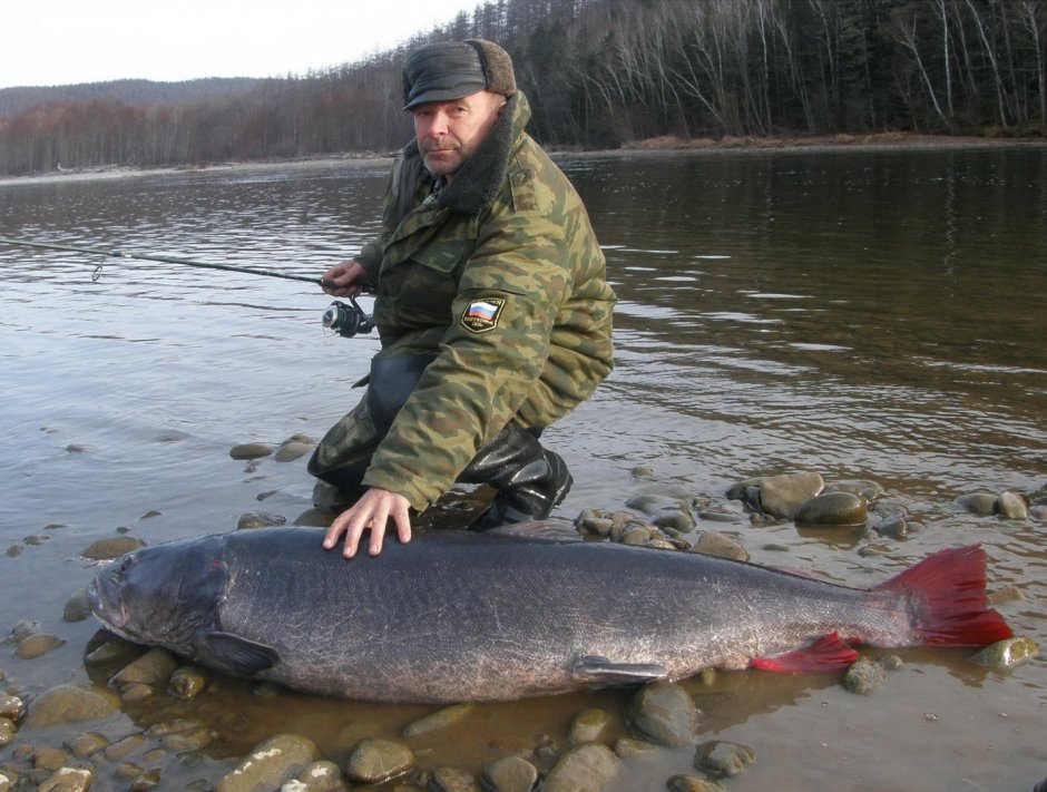 Таймень рыба 50 кг