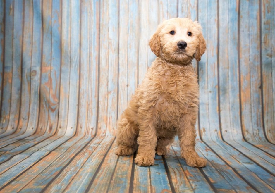 Golden Doodle Dog