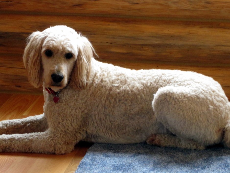 Best Dog food for Goldendoodles