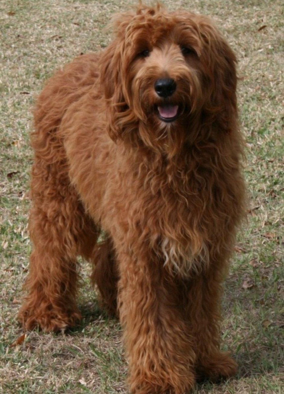F1b Goldendoodle