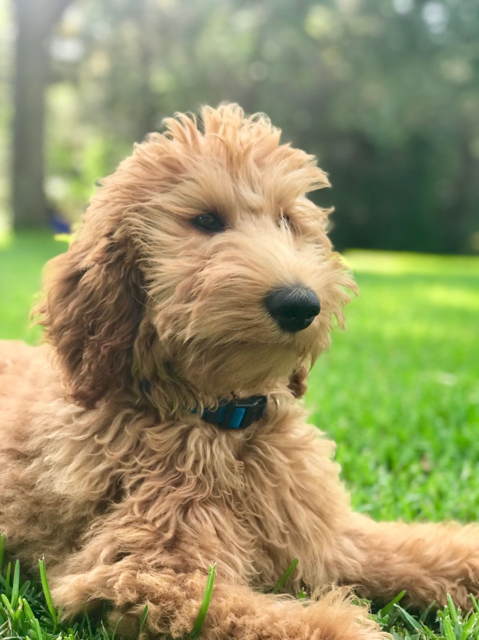 Goldendoodle порода