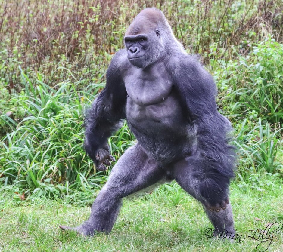 Who is a Primate
