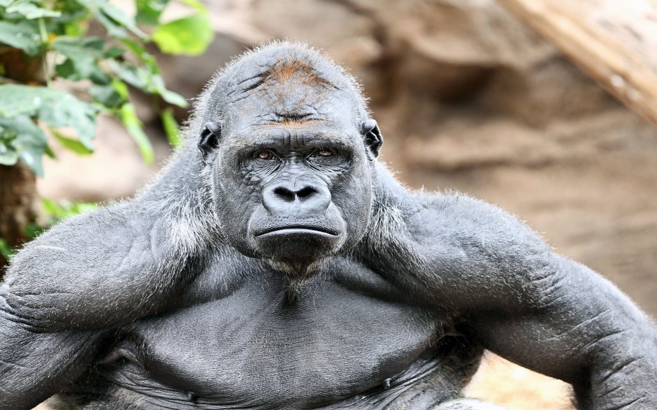 Silverback горилла