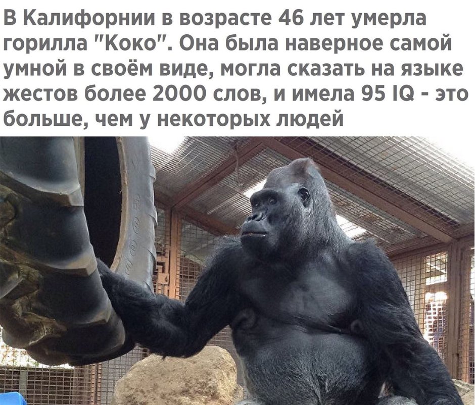 Самая большая горилла в мире книга рекордов