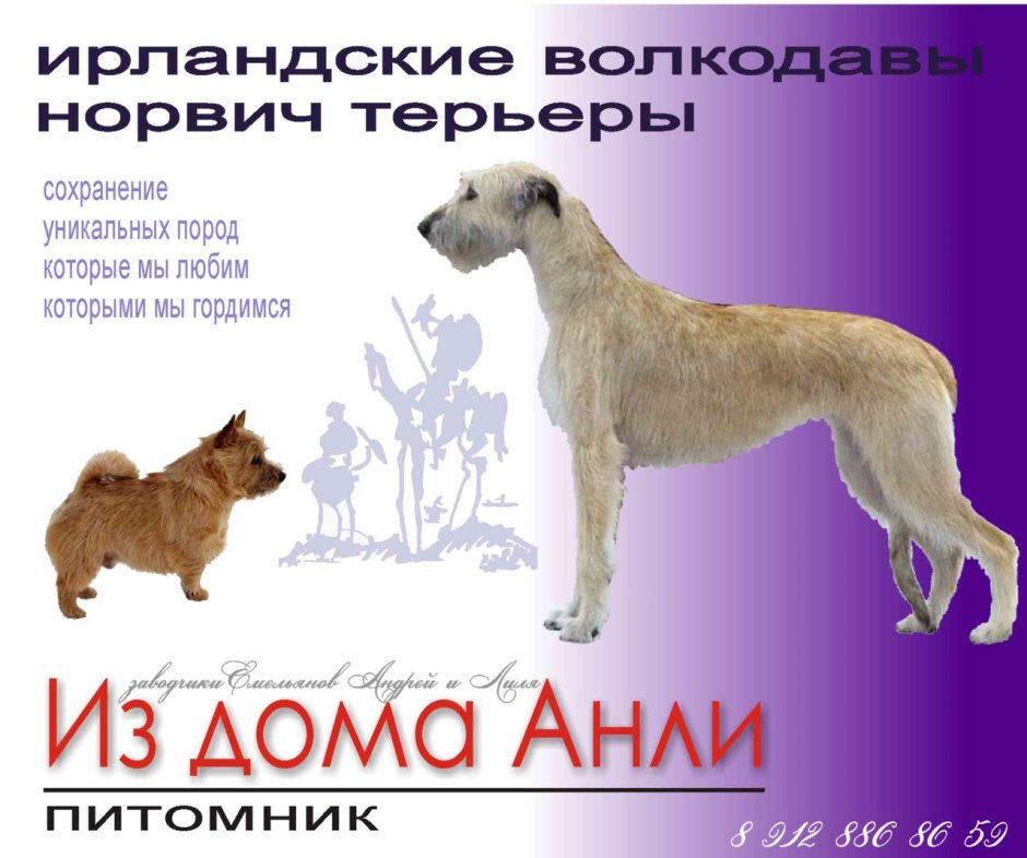 Ирландский волкодав с лабрадором