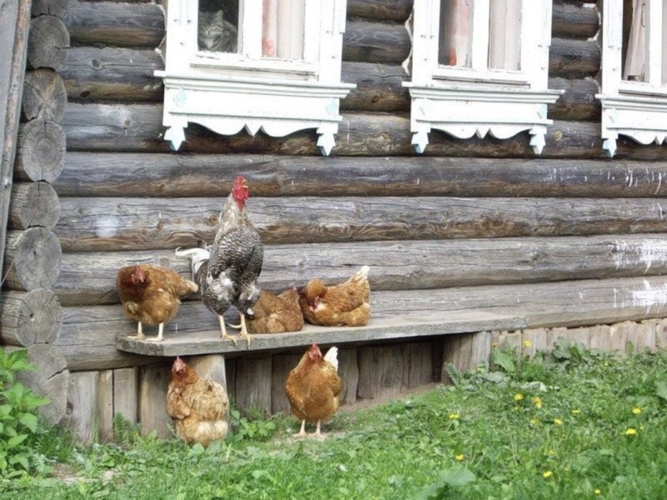 Петух в деревне