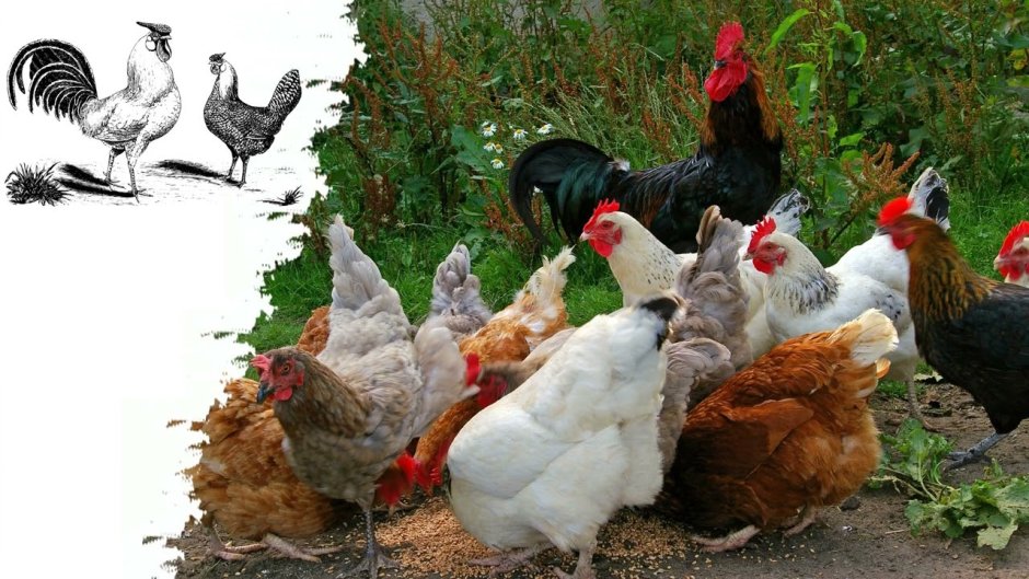 Feed Additives for Chicken and Fish