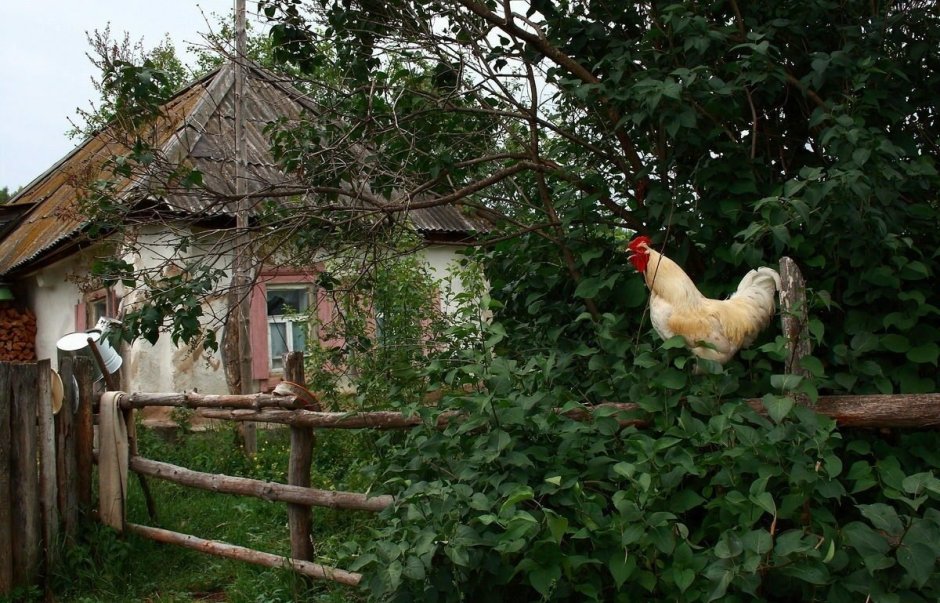 Деревенский домик курочки