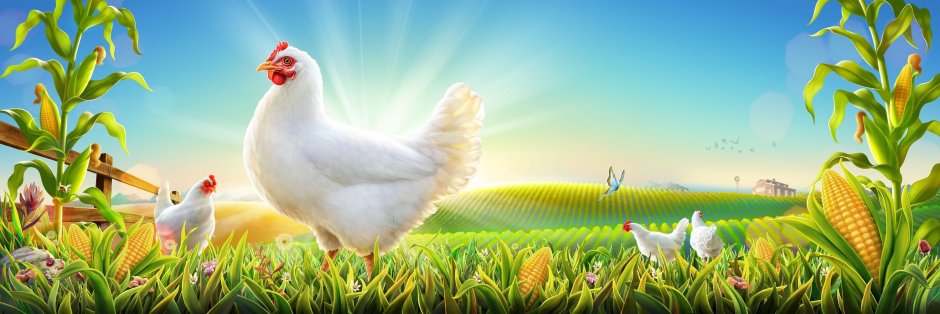 Куры на лугу