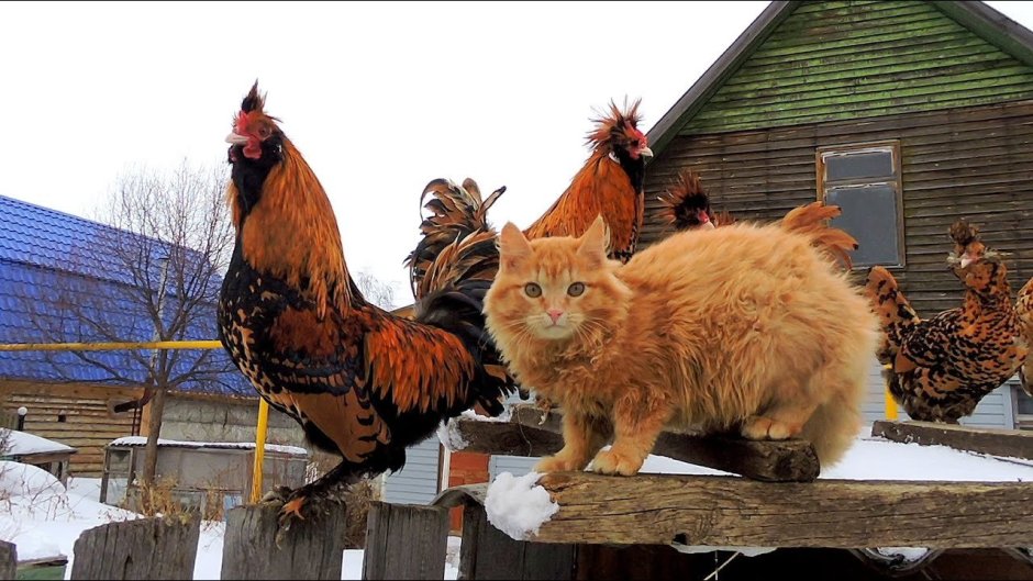 Кот и куры