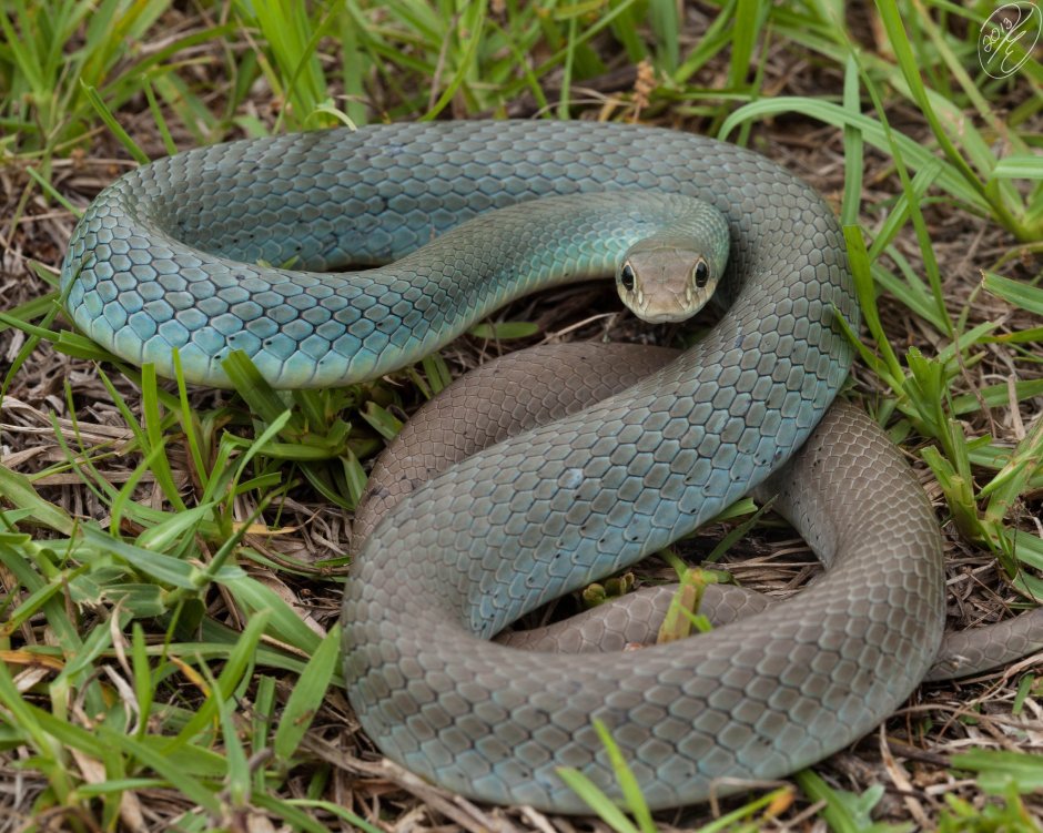 Coluber Constrictor