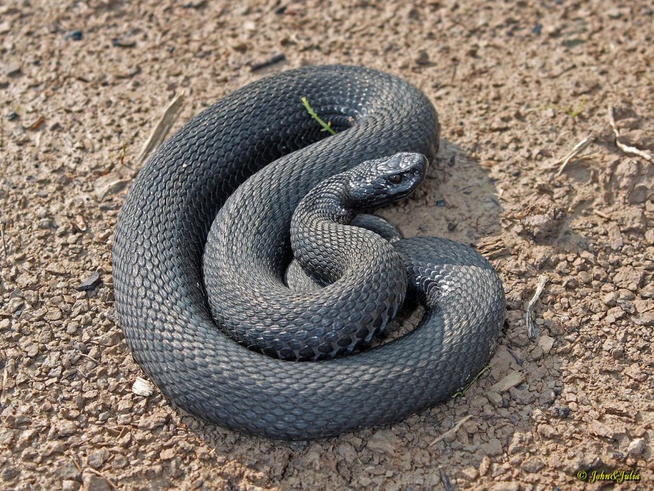 Гадюка Никольского (Vipera nikolskii)