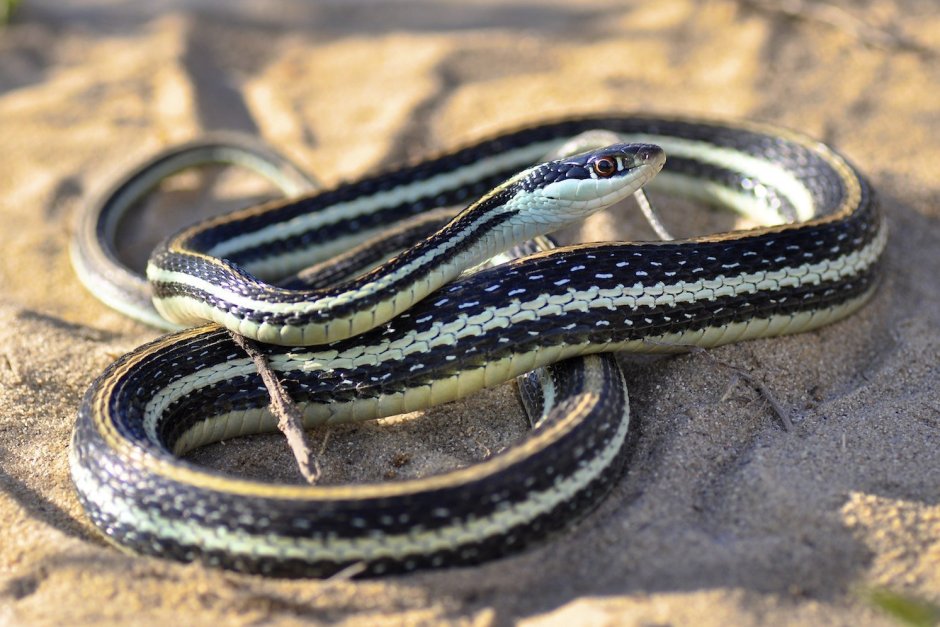 Thamnophis sauritus