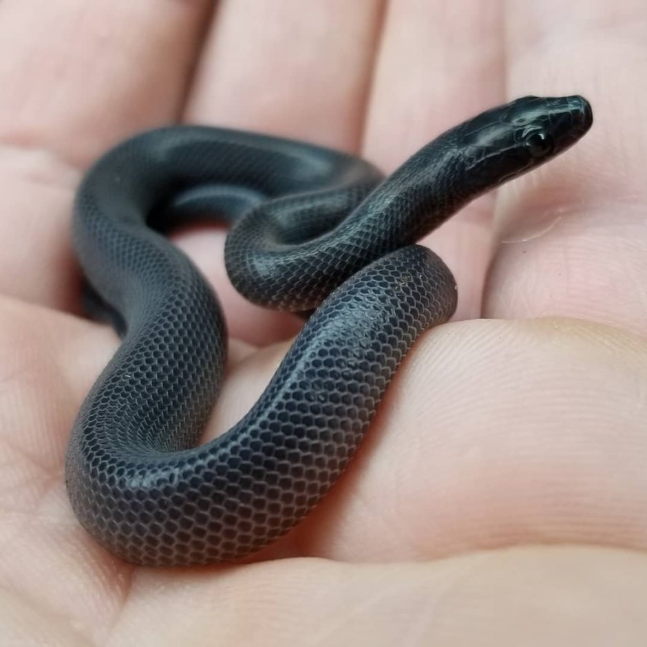 Чёрная Королевская змея нигрита