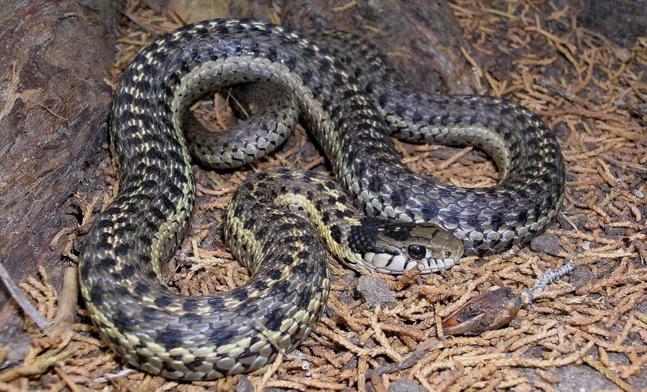 Thamnophis elegans