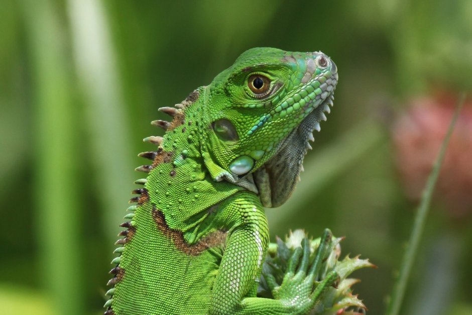 Abronia graminea