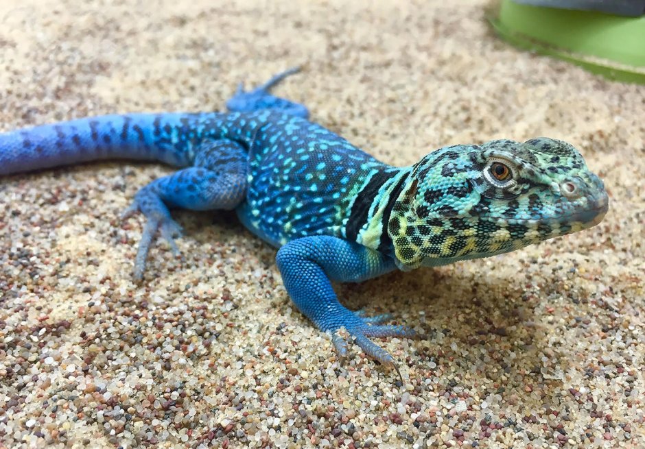 Abronia graminea