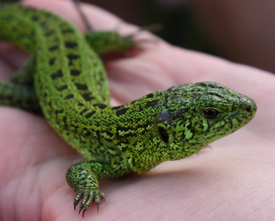 Abronia anzuetoi