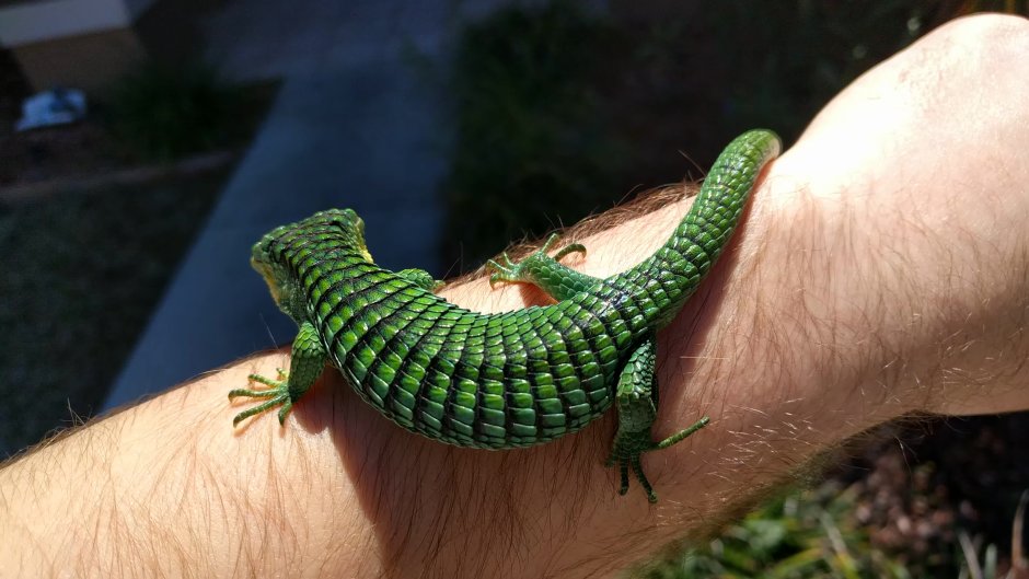 Abronia graminea