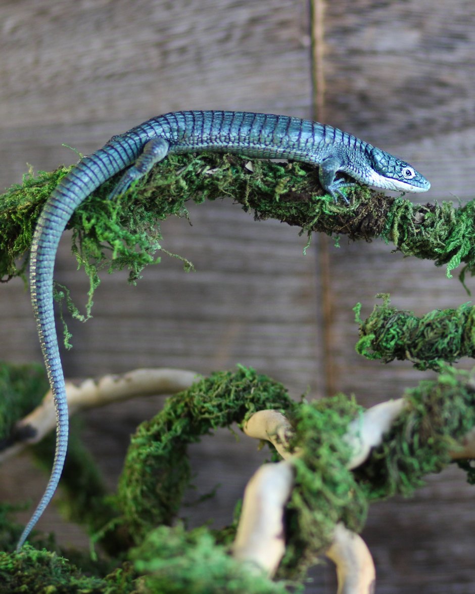 Abronia taeniata
