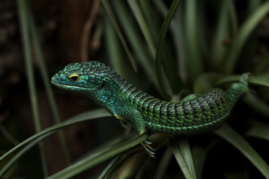 Lygodactylus conraui