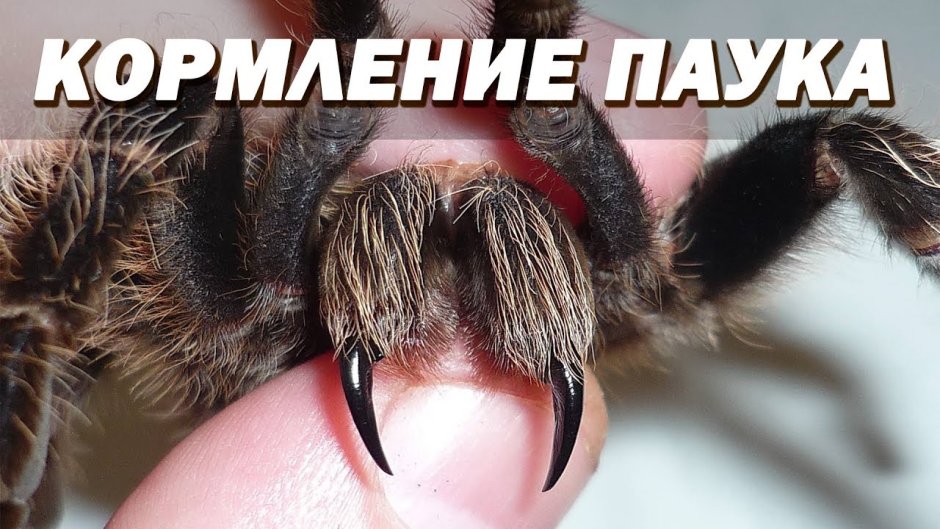 Brachypelma albopilosum укус