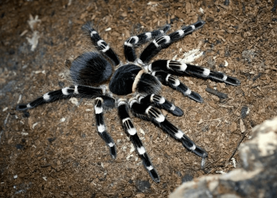Паук-птицеед геникулята Acanthoscurria geniculata