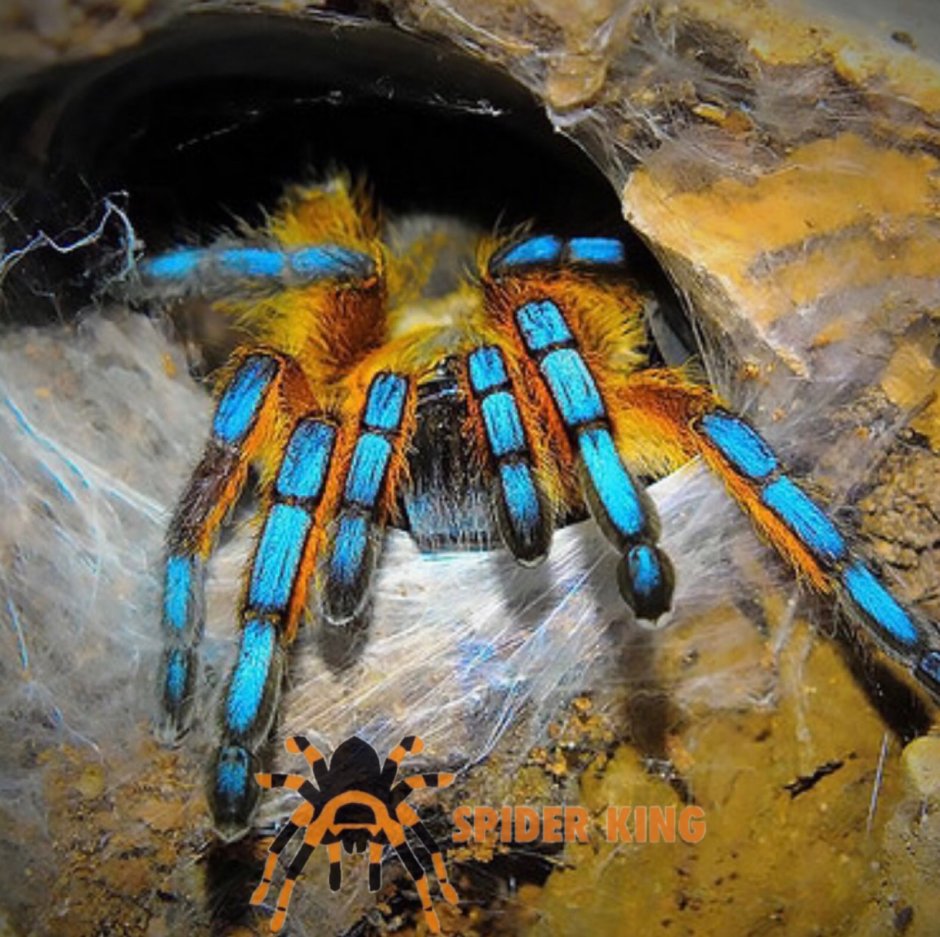 Паук Harpactira pulchripes