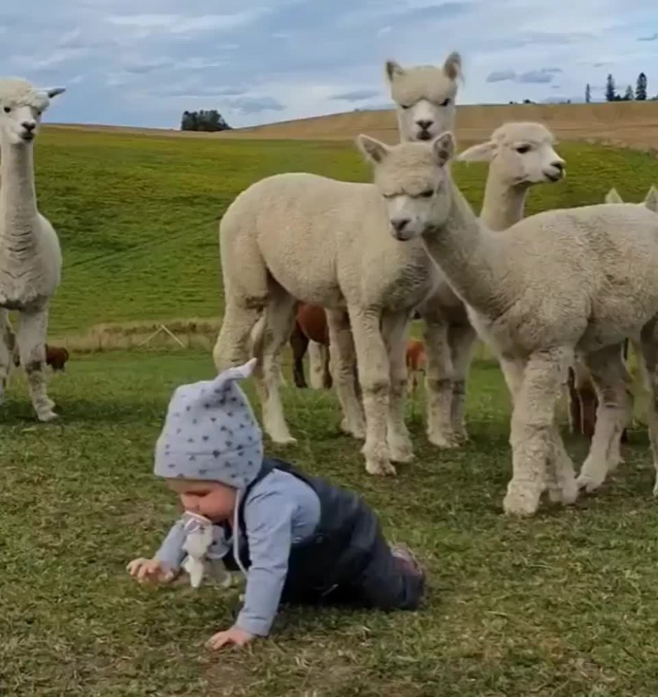 Фотосессия с альпакой