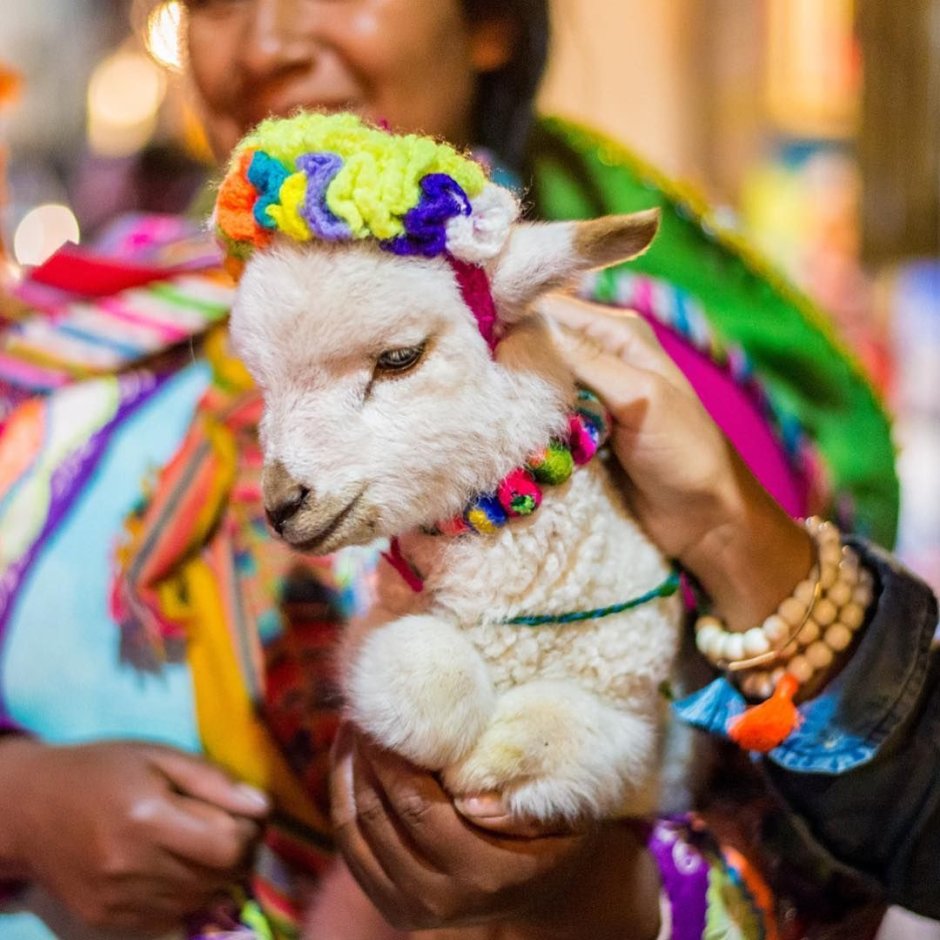 Альпака Alpacasso