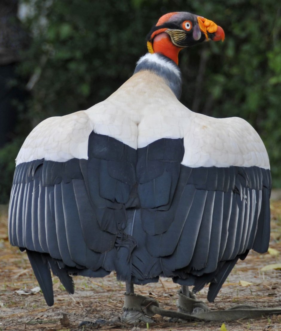 Sarcoramphus Papa