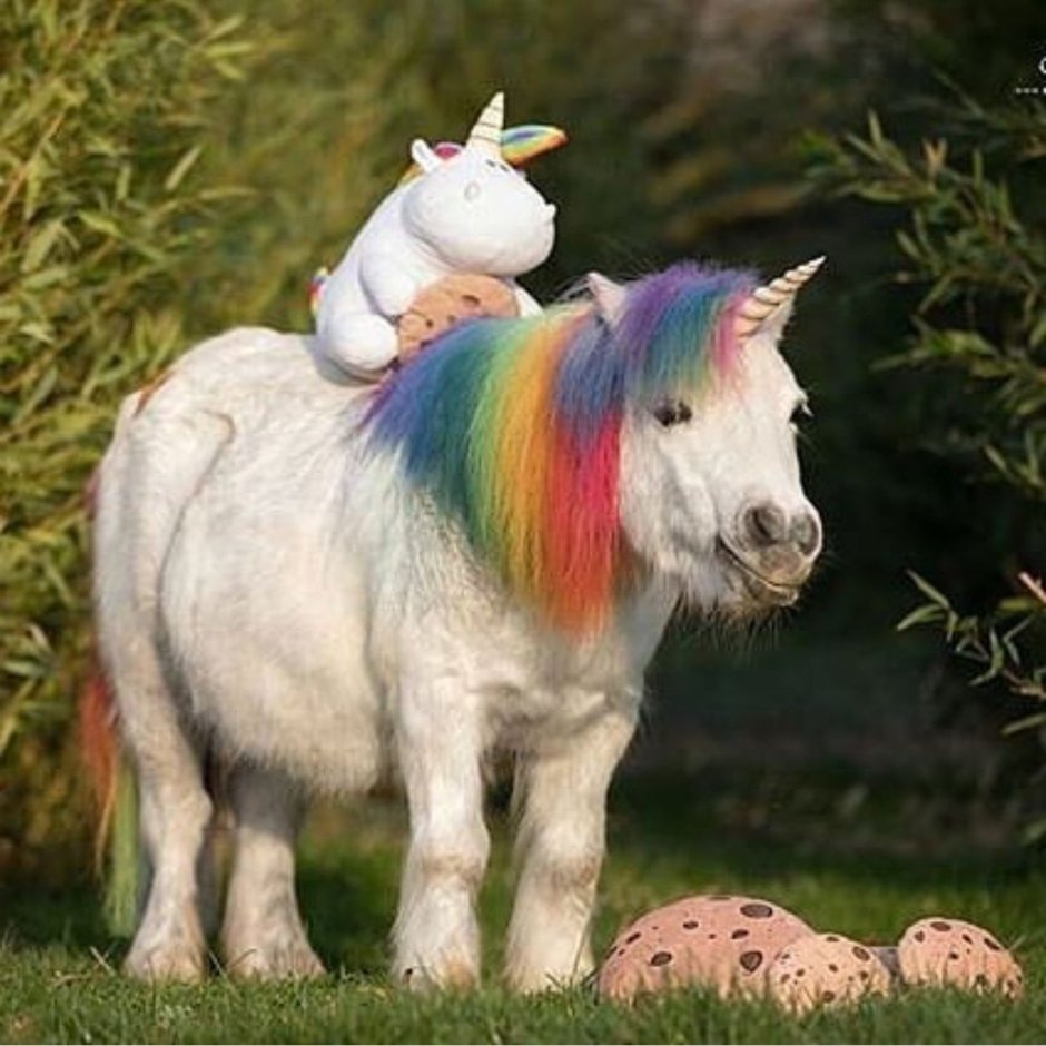 Donkey Pony Ride
