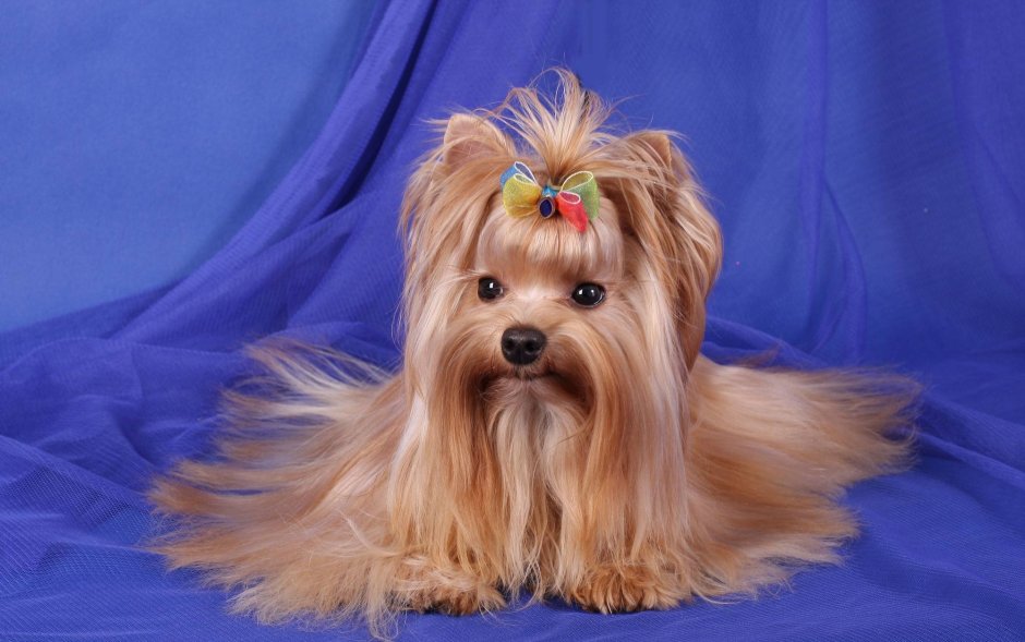 Голден Йоркширский терьер