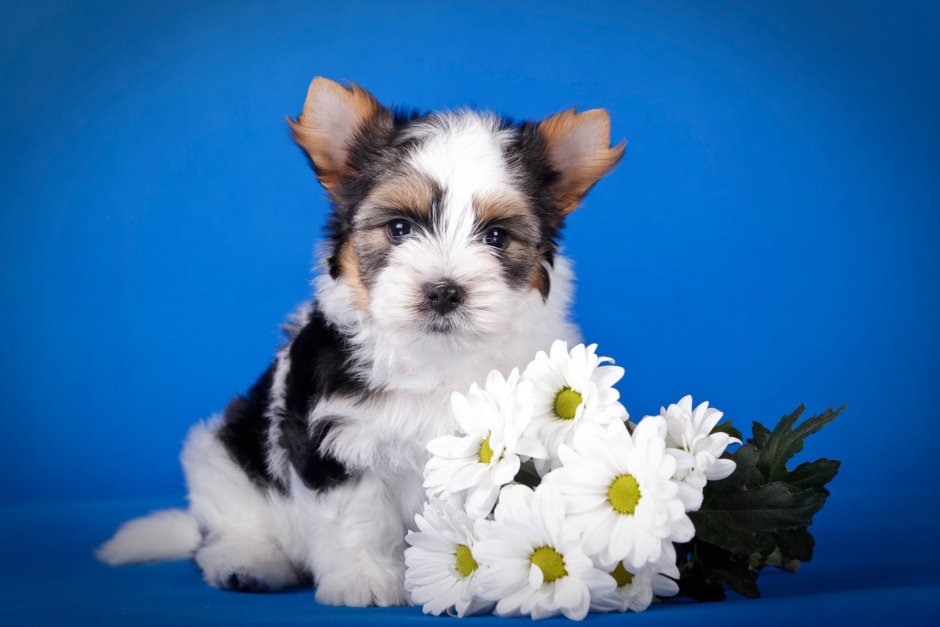 Собака Бивер Йорк