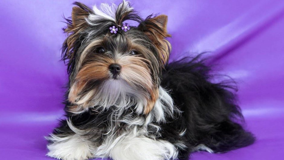 Бивер-Йоркширский терьер