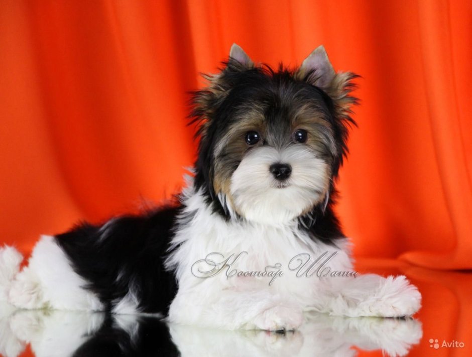 Бивер Йорк класс ШОУФОТО