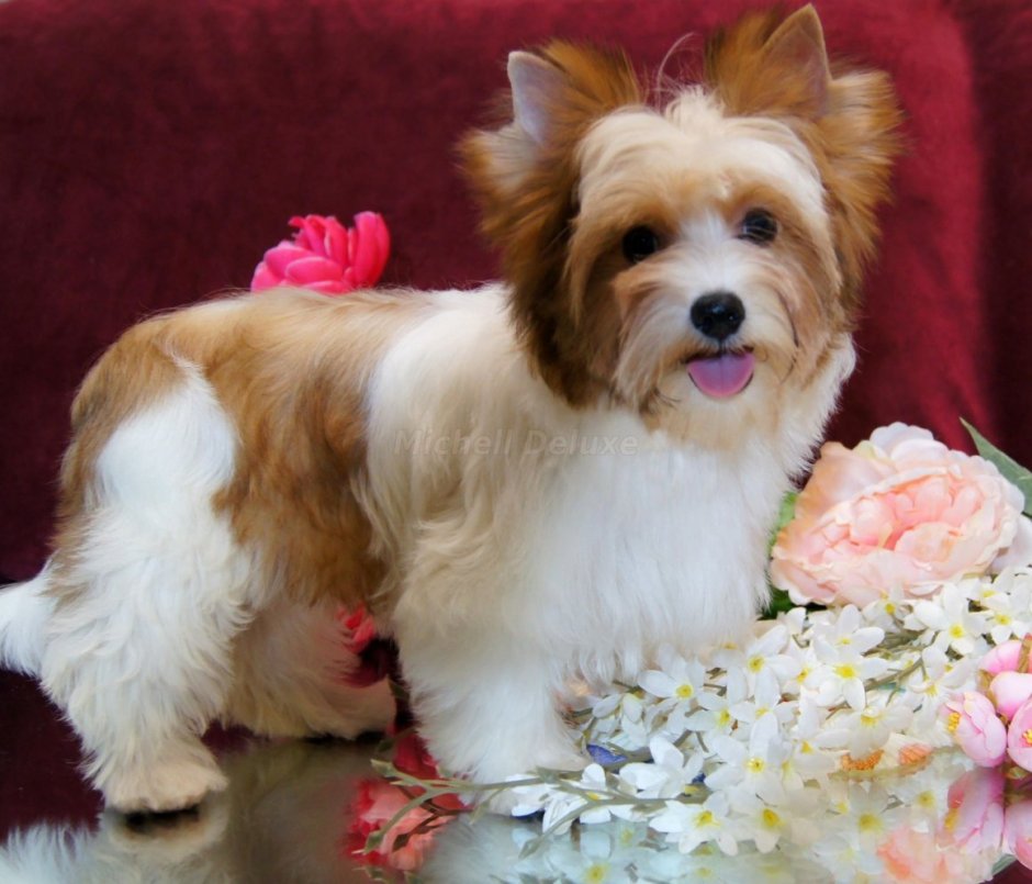 Бивер Йорк голдаст