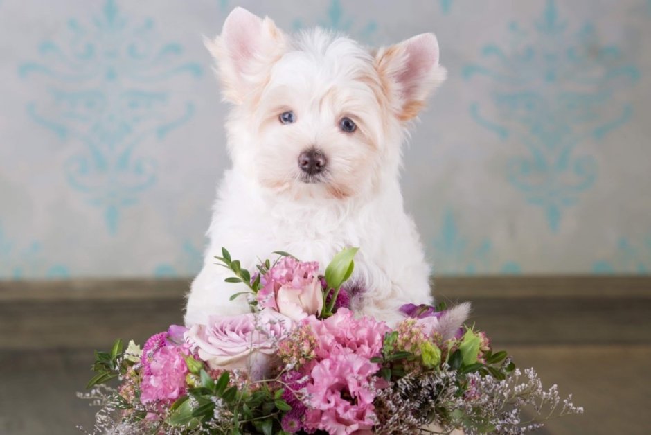 Йоркширский голдаст терьер белый