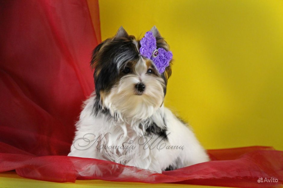 Бивер Йорк терьер фото