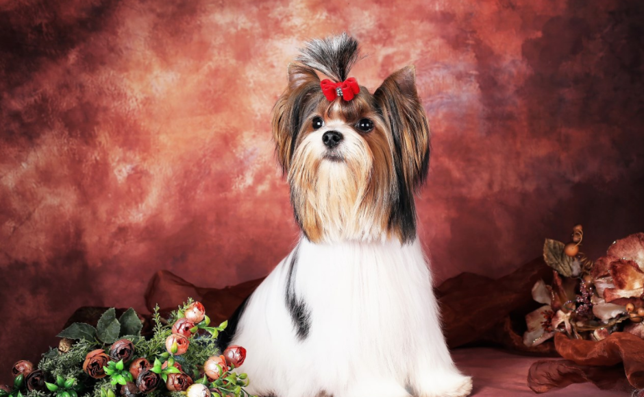 Бивер терьер